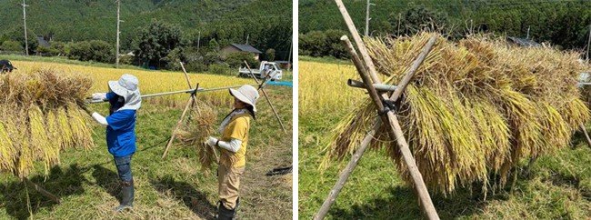 丹波ささやまボランティア_稲刈り2.jpg