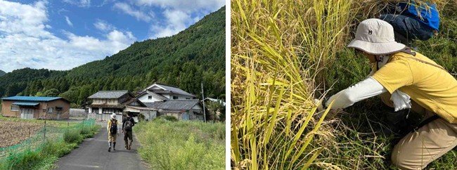 丹波ささやまボランティア_稲刈り1.jpg