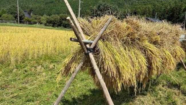 丹波ささやまボランティア_稲穂.jpg