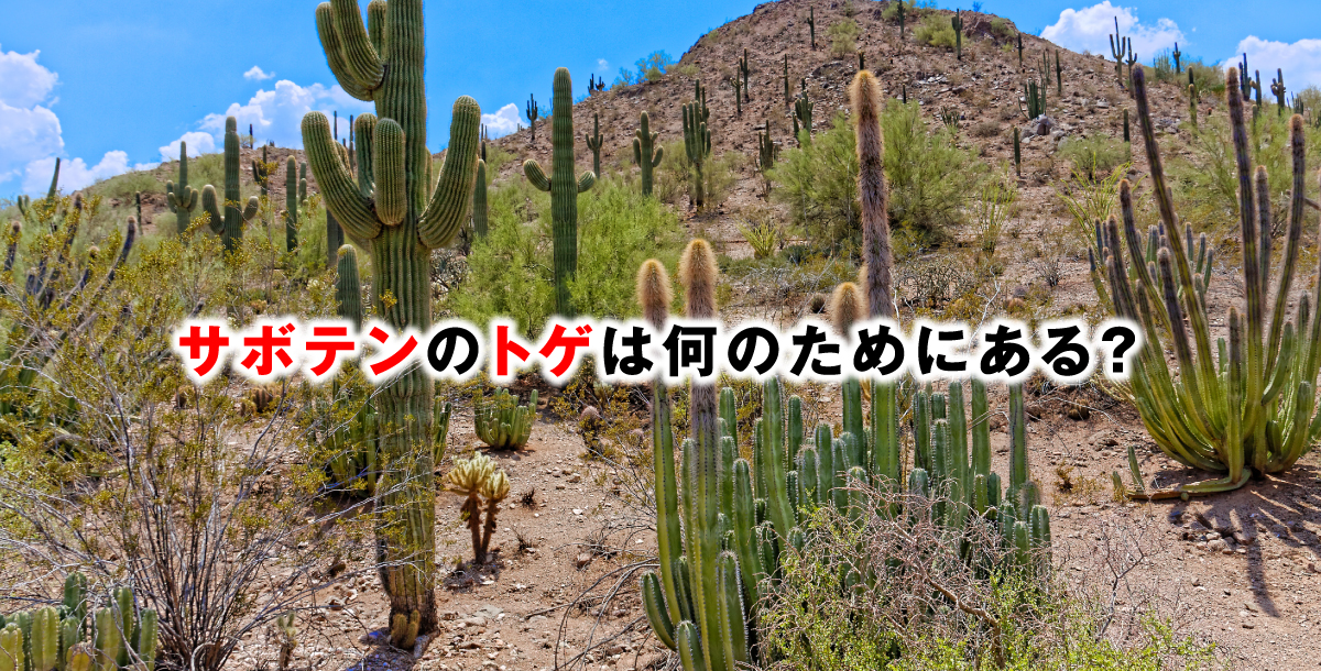 サボテンのトゲは何のためにある？