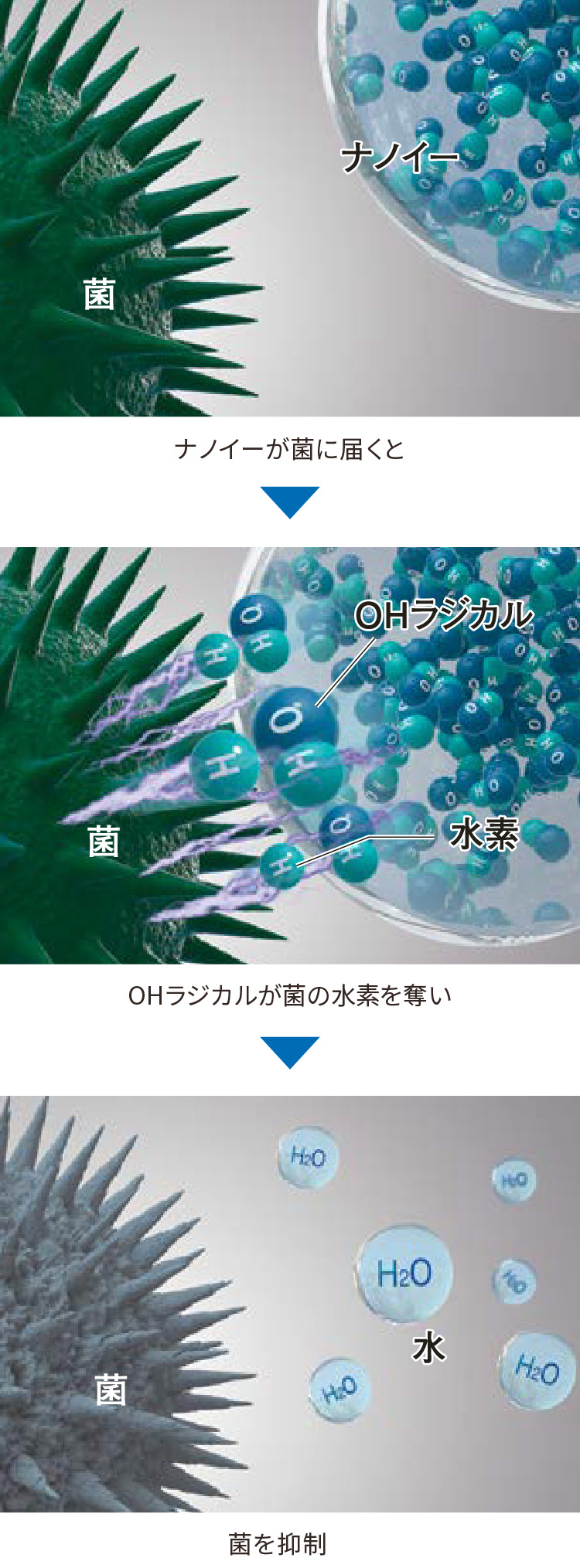 ナノイーが菌に届くとOHラジカルが菌の水素を奪い菌を抑制。
