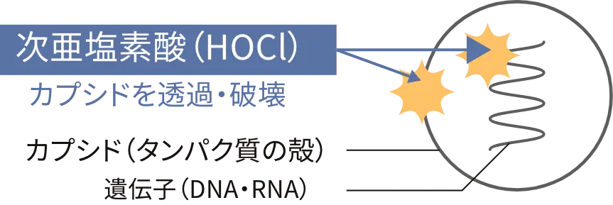 次亜塩素酸（HOCl）はカプシドを透過・破壊