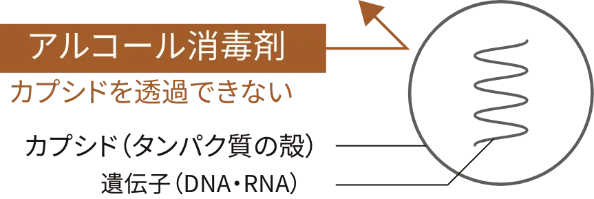 アルコール消毒剤はカプシドを透過できない