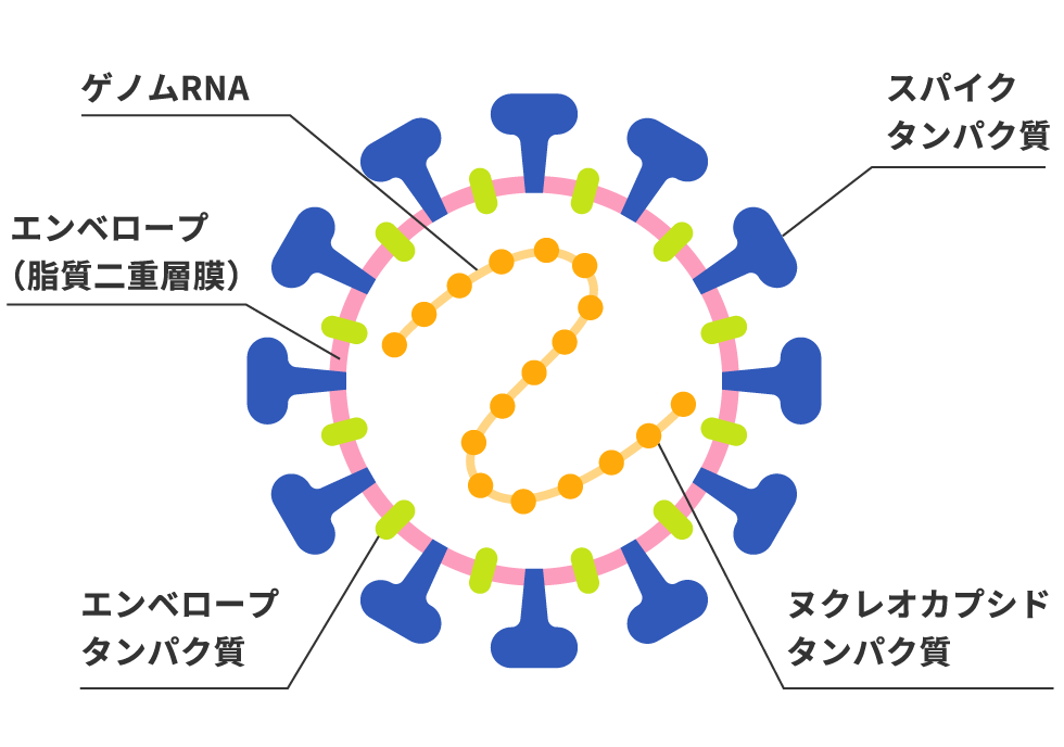 新型コロナウイルス構造イメージ