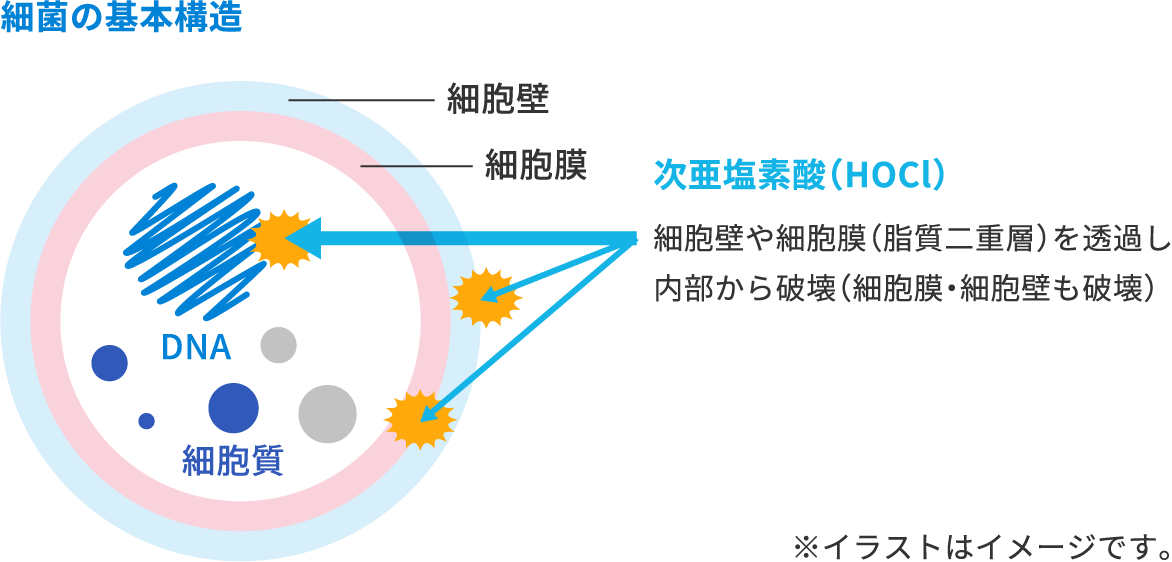 次亜塩素酸の菌への作用