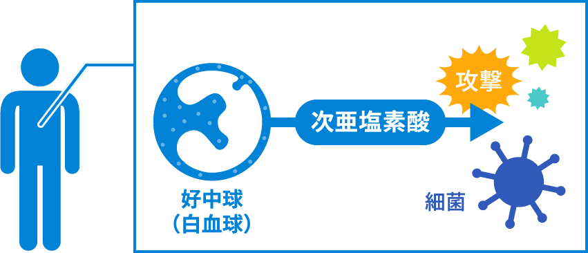 好中球（白血球）で次亜塩素酸が生成されている図
