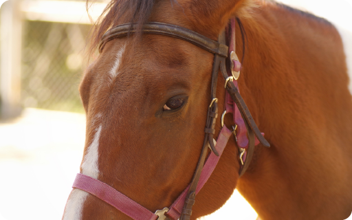 競走馬の目の消毒