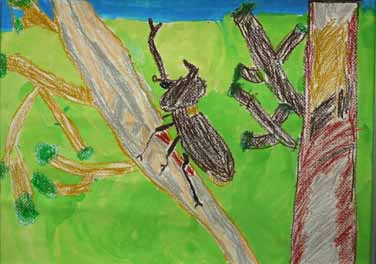 うら山のカブトムシ