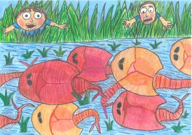 あっ、カブトエビだ