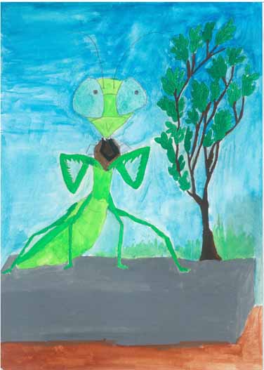 カメ虫を食べているカマキリ