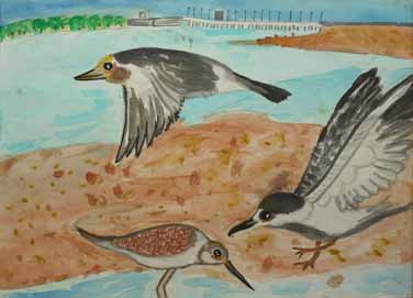 汐川河口干がたの野鳥