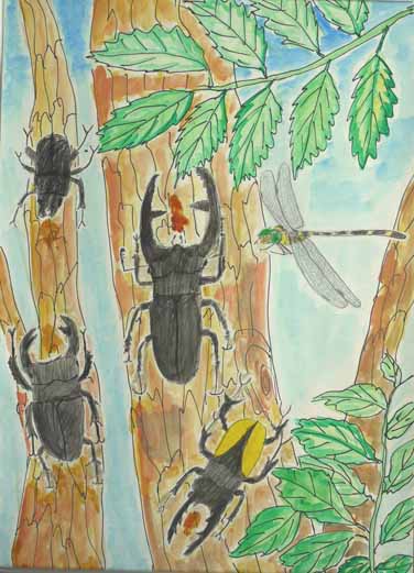 ごんげんの森の虫たち