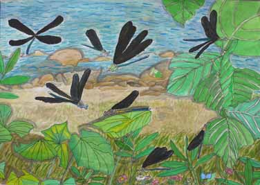 ハグロトンボが群れ飛ぶ水辺