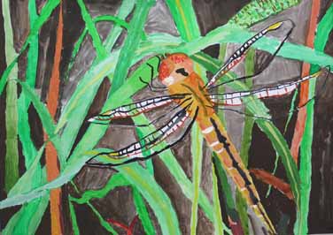 トンボの夢