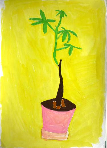 大きくなったパキラ