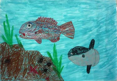 海の生きものたち