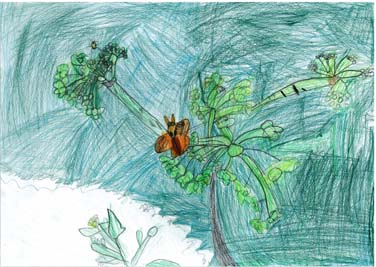 もりのなかのベニシジミとシシウド