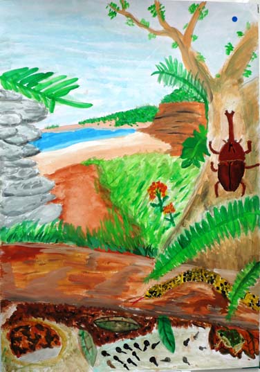 きれいな森と生き物たち