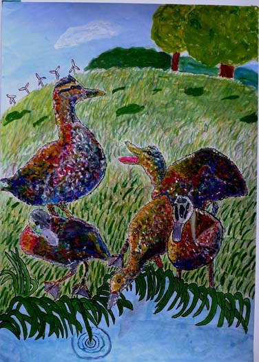 野性のカルガモの親子