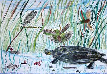 カメとその仲間たち