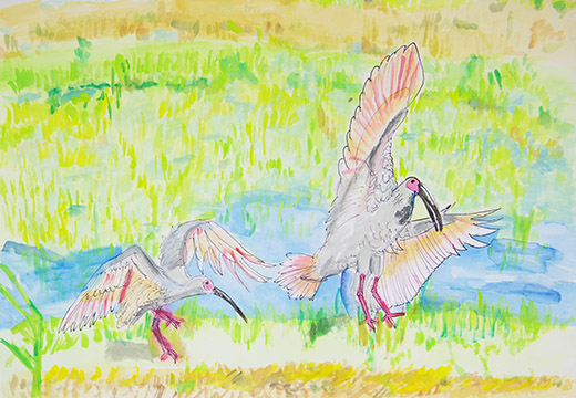 はばたけトキの幼鳥