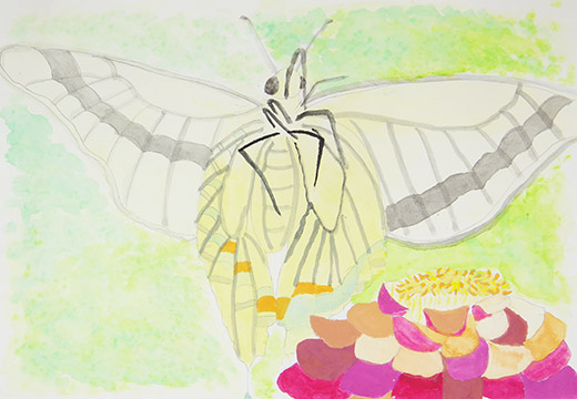 はばたく黒ちゃん