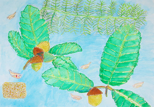 メダカとドングリ