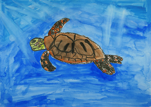 大切なウミガメ