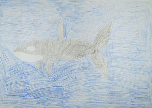 広々とした海でのびのび暮らすシャチ