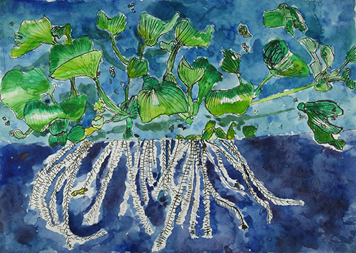 水の中のメダカ