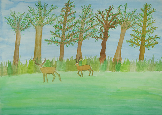 アメリカの家の裏庭