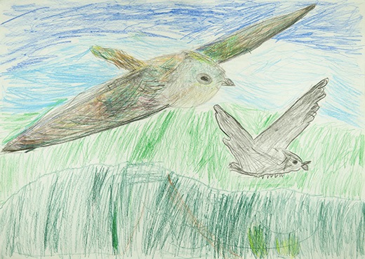 カラスをおいはらうハリオアマツバメ