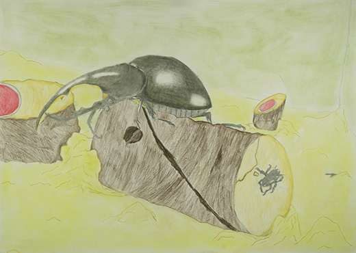 ヘラクレスオオカブトがやって来た！