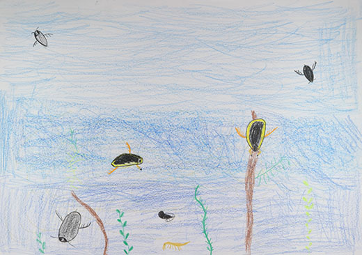 たくさんのゲンゴロウ