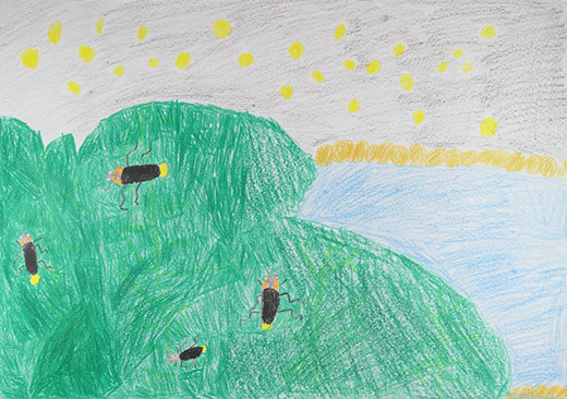 ホタルがきれい