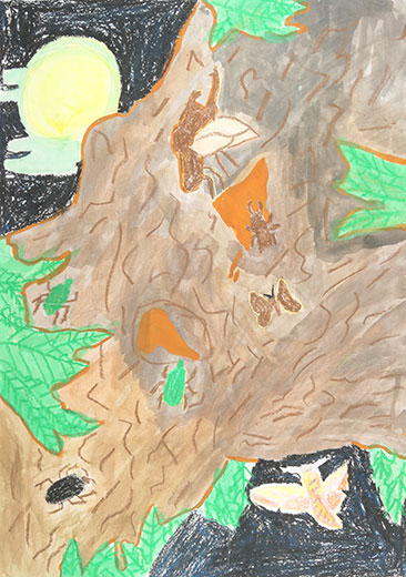 森にすむいろいろな生き物たち