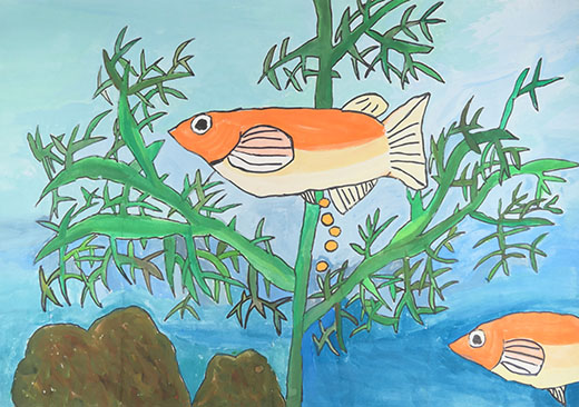 きれいな水にすむ生きもの