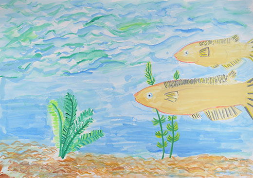 川にいるメダカ