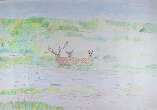 水辺の鹿（野村半島）