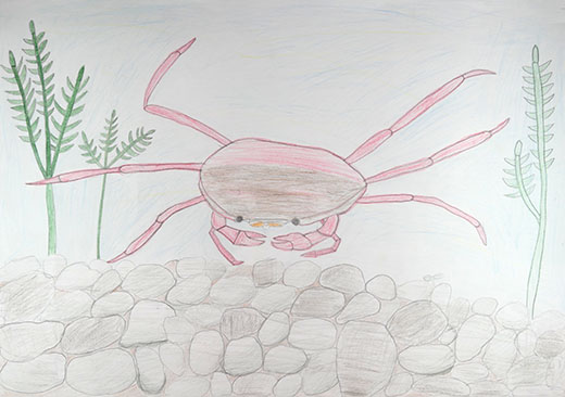 生き物が住めるきれいな川