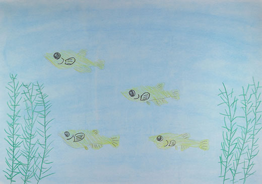 元気におよぐメダカたち