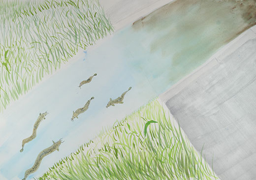 いなくなってしまったドジョウ