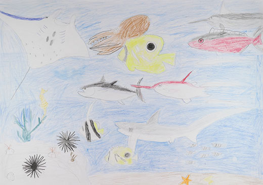 きれいな海と魚たち