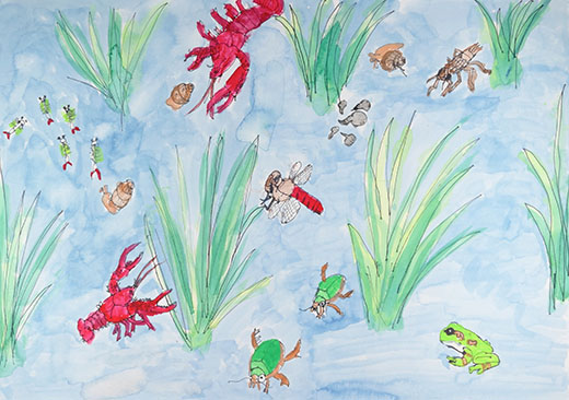 田んぼに住む生き物