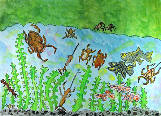 水生こんちゅう　つかまえたいな