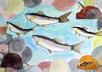 川で鮎を見つけたよ☆