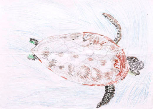 カメも生きている