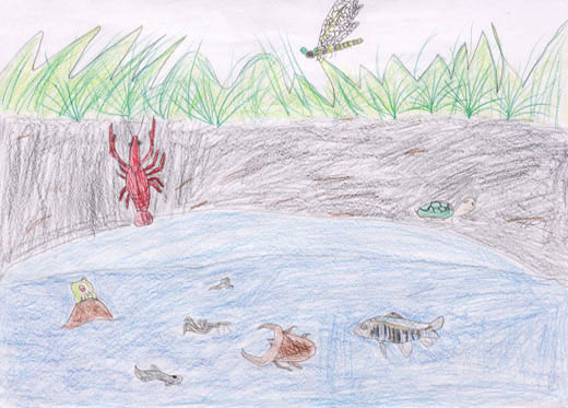 きれいな水辺のいきもの