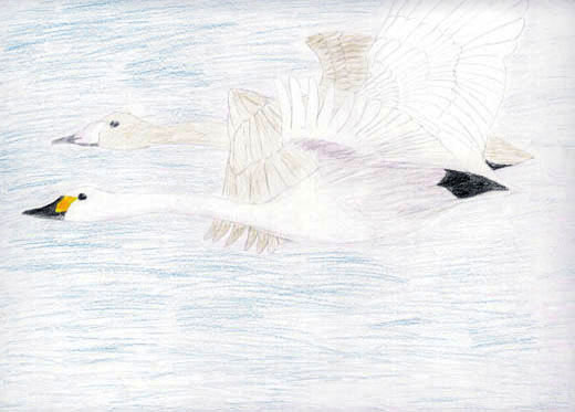 渡り鳥でもくらせる環境