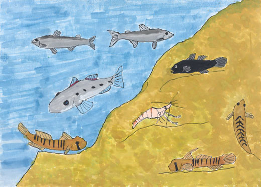 きれいな川の魚たち